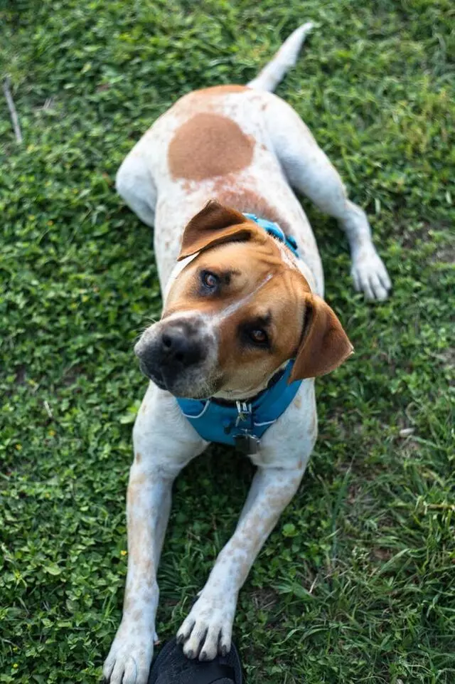 Austin Humane Society