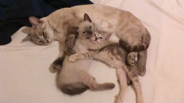Austin Humane Society