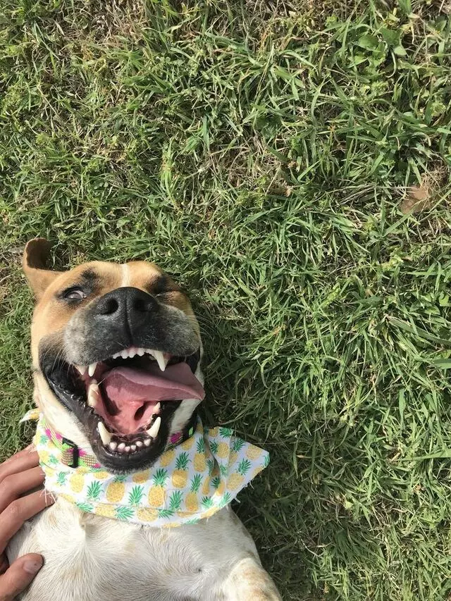 Austin Humane Society