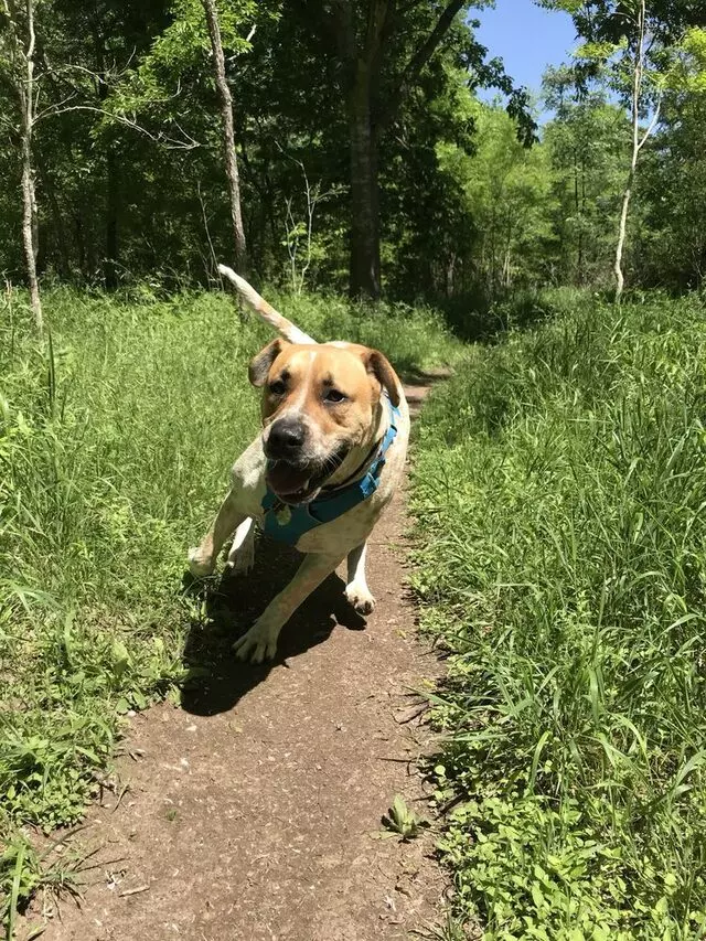 Austin Humane Society