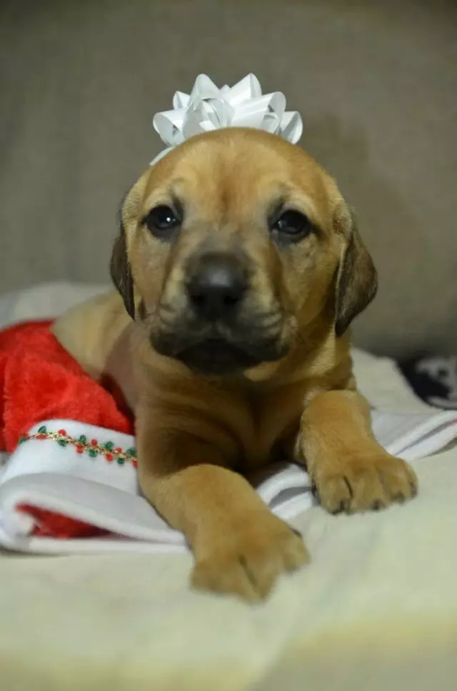 Austin Humane Society