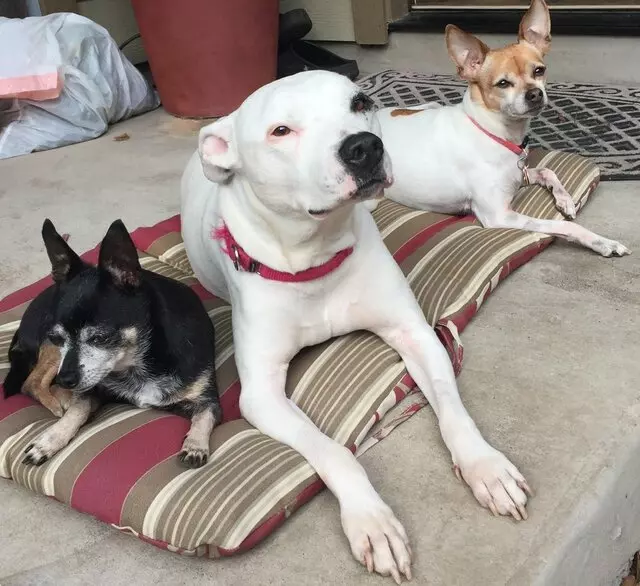 Austin Humane Society