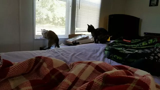 Austin Humane Society