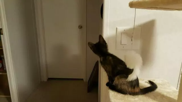 Austin Humane Society