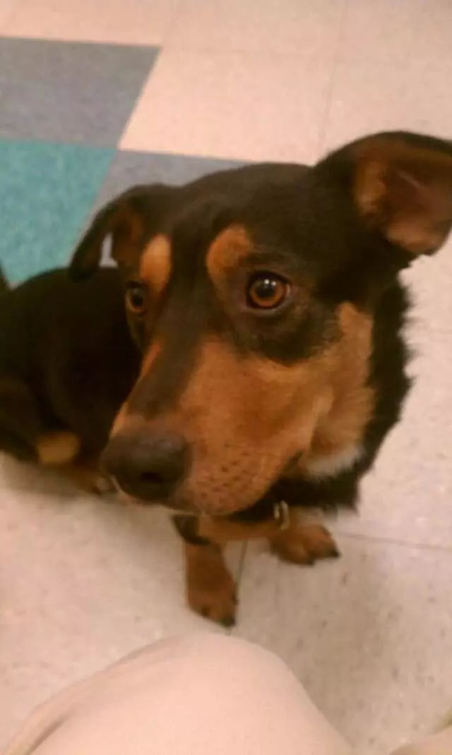 Austin Humane Society