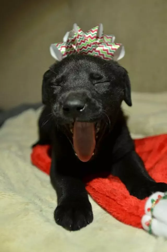 Austin Humane Society