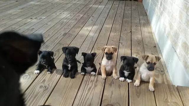 Austin Humane Society