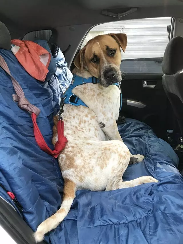 Austin Humane Society