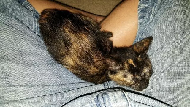 Austin Humane Society