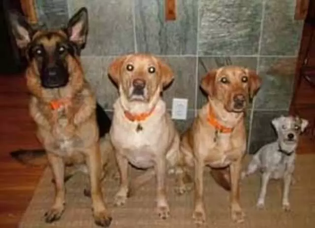 Austin Humane Society