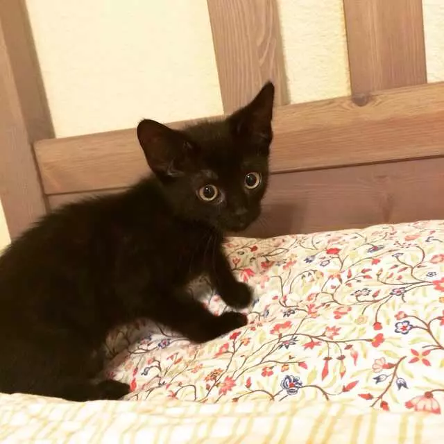 Austin Humane Society