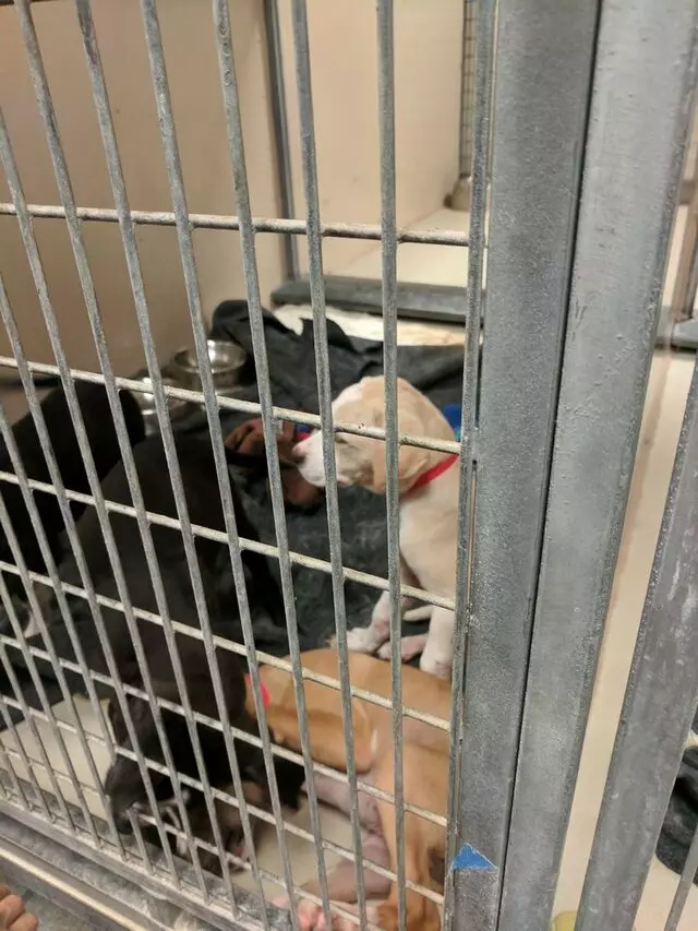 Austin Humane Society