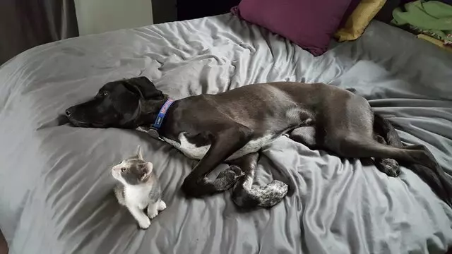 Austin Humane Society