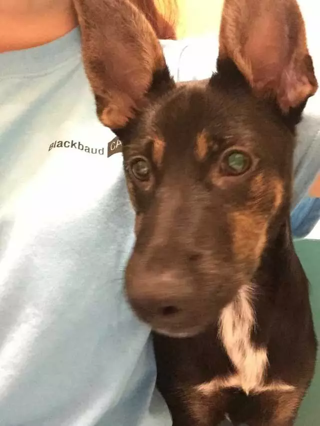 Austin Humane Society