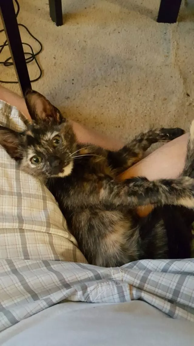 Austin Humane Society