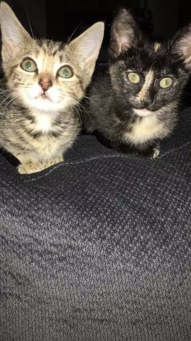 Austin Humane Society