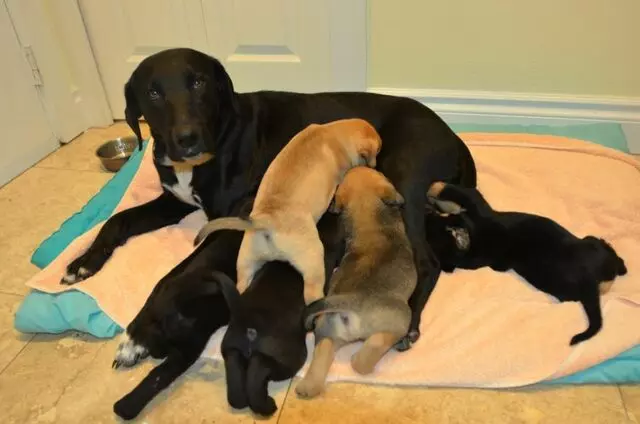 Austin Humane Society