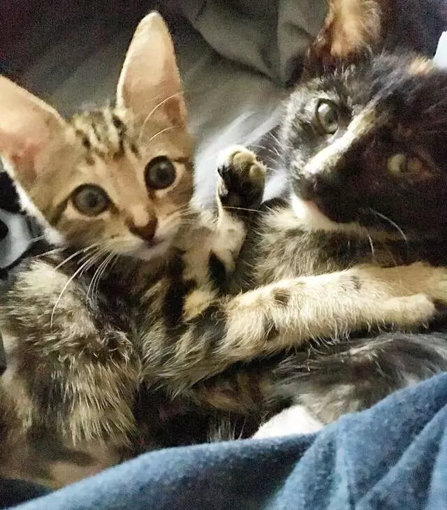 Austin Humane Society