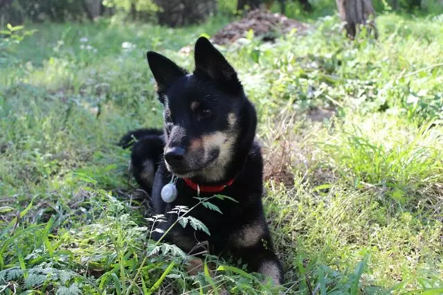 Austin Humane Society