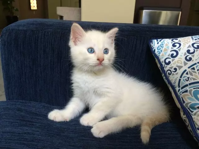 Austin Humane Society