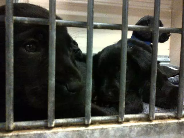 Austin Humane Society