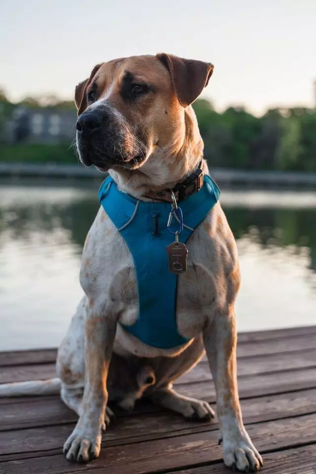 Austin Humane Society