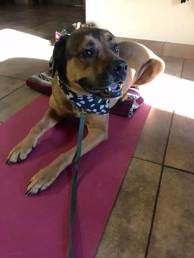 Austin Doga
