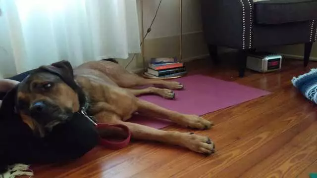 Austin Doga