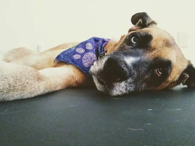 Austin Doga