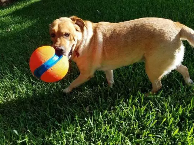 Austin Animal Care