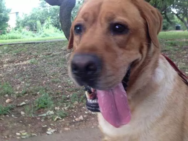 Austin Animal Care