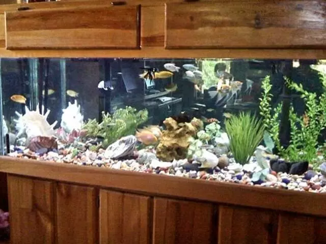Austin Aquascapes LLC