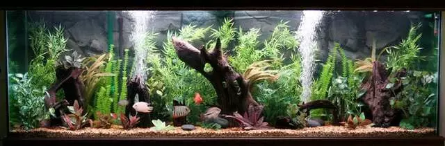 Austin Aquascapes LLC