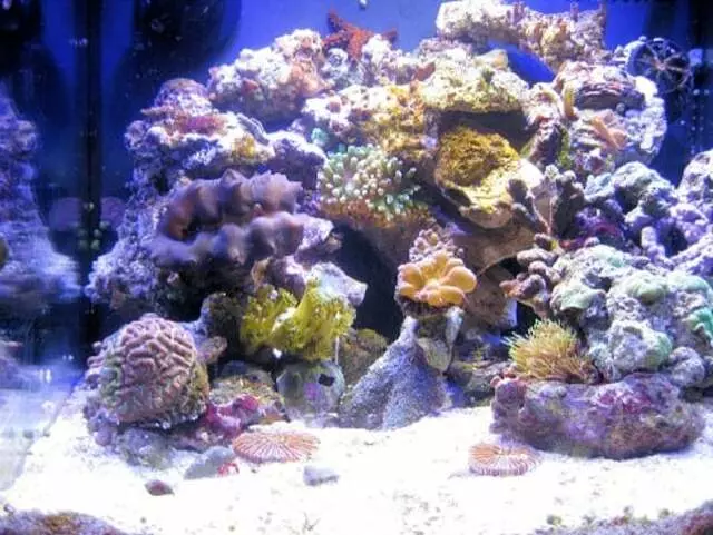 Austin Aquascapes LLC