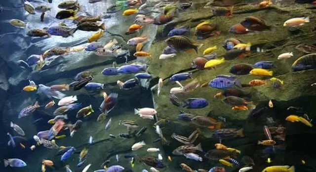Austin Aquascapes LLC