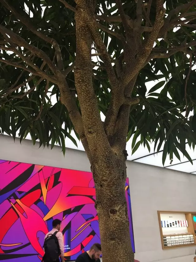 Apple Domain Northside