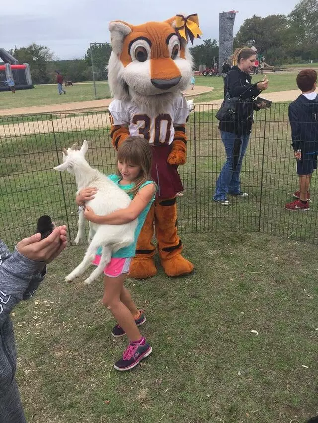 Austin Fiesta