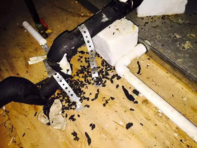 Austin Rat Removal and Control