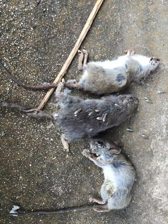 Austin Rat Removal and Control
