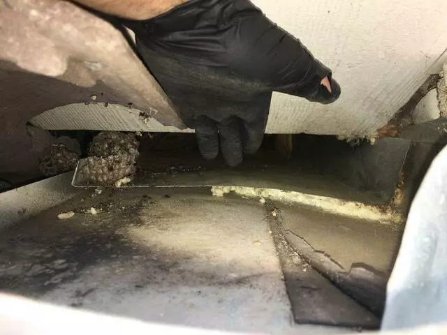 Austin Rat Removal and Control
