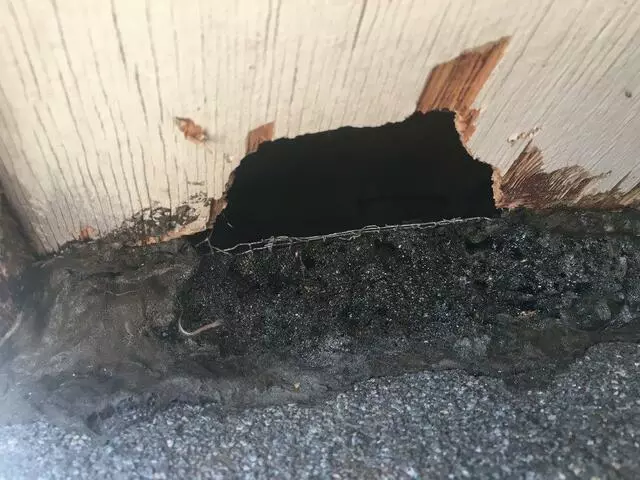 Austin Rat Removal and Control