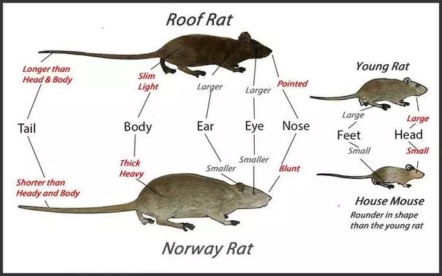 Austin Rat Removal and Control