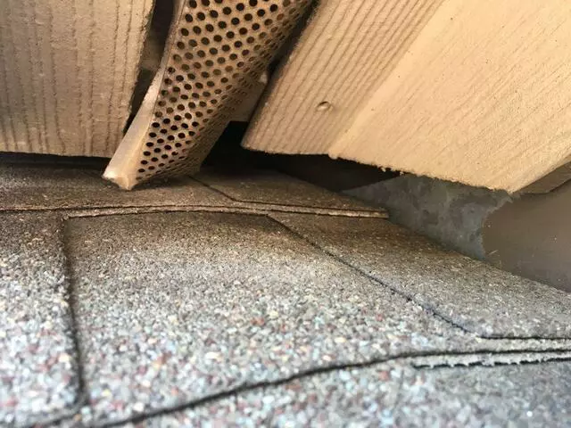 Austin Rat Removal and Control