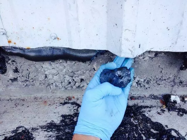 Austin Rat Removal and Control
