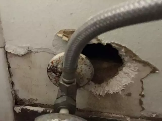 Austin Rat Removal and Control