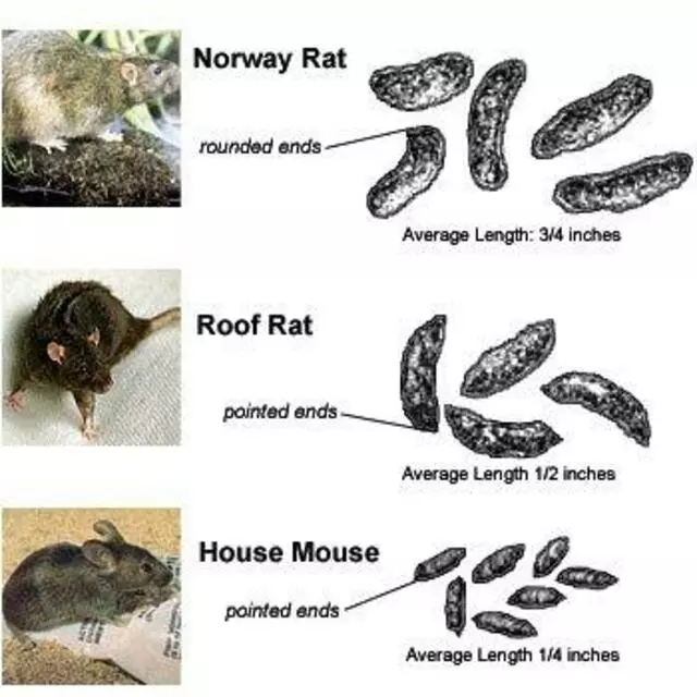 Austin Rat Removal and Control