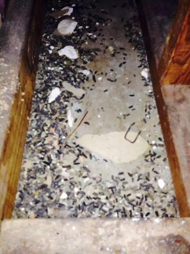 Austin Rat Removal and Control