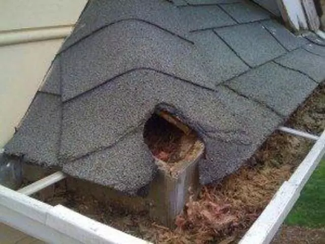 Austin Rat Removal and Control