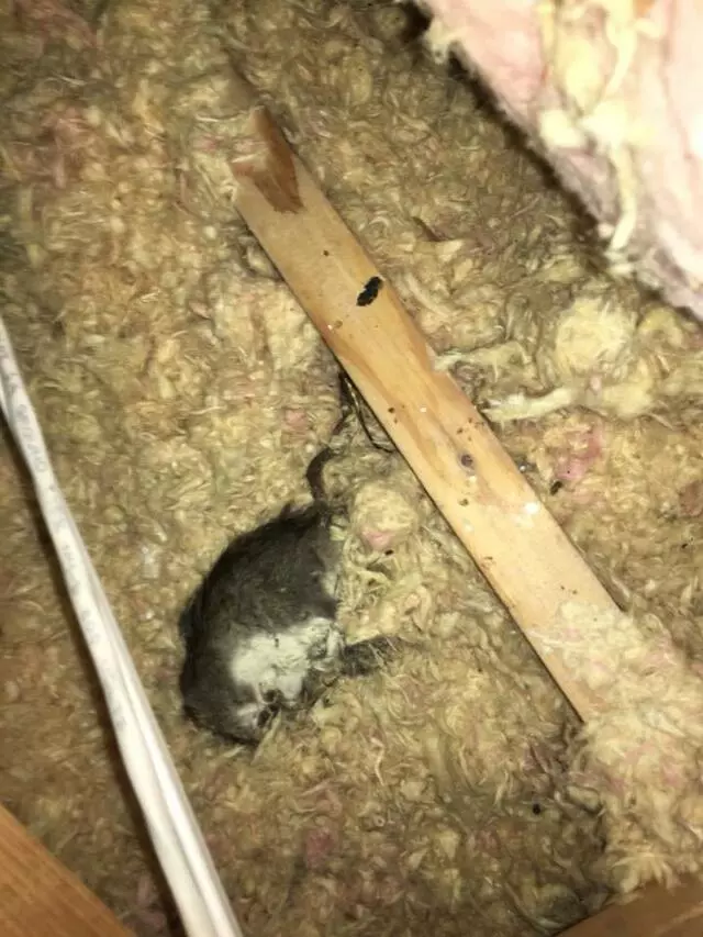 Austin Rat Removal and Control