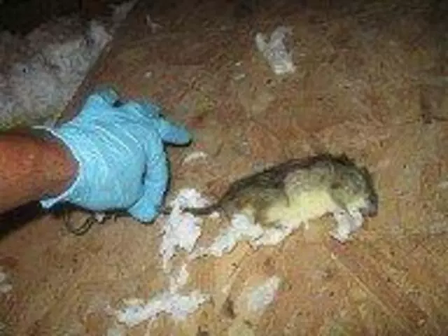 Austin Rat Removal and Control